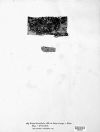 Sclerencoelia fascicularis image